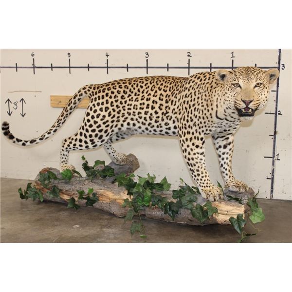 *TEXAS RESIDENTS ONLY* Massive Life-sized LEOPARD on a Log Wall Hanging Base