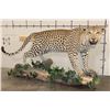 Image 1 : *TEXAS RESIDENTS ONLY* Massive Life-sized LEOPARD on a Log Wall Hanging Base