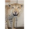 Image 3 : *TEXAS RESIDENTS ONLY* Massive Life-sized LEOPARD on a Log Wall Hanging Base