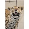 Image 4 : *TEXAS RESIDENTS ONLY* Massive Life-sized LEOPARD on a Log Wall Hanging Base