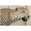 Image 5 : *TEXAS RESIDENTS ONLY* Massive Life-sized LEOPARD on a Log Wall Hanging Base