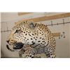 Image 6 : *TEXAS RESIDENTS ONLY* Massive Life-sized LEOPARD on a Log Wall Hanging Base