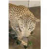 Image 7 : *TEXAS RESIDENTS ONLY* Massive Life-sized LEOPARD on a Log Wall Hanging Base
