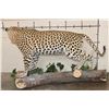 Image 9 : *TEXAS RESIDENTS ONLY* Massive Life-sized LEOPARD on a Log Wall Hanging Base