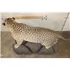 Image 11 : *TEXAS RESIDENTS ONLY* Big Life-sized LEOPARD on a simulated Rock Base