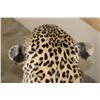 Image 12 : *TEXAS RESIDENTS ONLY* Big Life-sized LEOPARD on a simulated Rock Base