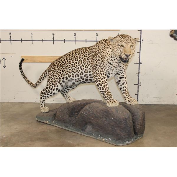 *TEXAS RESIDENTS ONLY* Big Life-sized LEOPARD on a simulated Rock Base