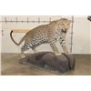 Image 1 : *TEXAS RESIDENTS ONLY* Big Life-sized LEOPARD on a simulated Rock Base