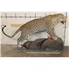 Image 2 : *TEXAS RESIDENTS ONLY* Big Life-sized LEOPARD on a simulated Rock Base