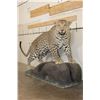 Image 3 : *TEXAS RESIDENTS ONLY* Big Life-sized LEOPARD on a simulated Rock Base