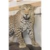 Image 4 : *TEXAS RESIDENTS ONLY* Big Life-sized LEOPARD on a simulated Rock Base