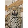 Image 5 : *TEXAS RESIDENTS ONLY* Big Life-sized LEOPARD on a simulated Rock Base