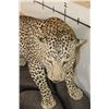 Image 6 : *TEXAS RESIDENTS ONLY* Big Life-sized LEOPARD on a simulated Rock Base