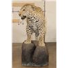 Image 8 : *TEXAS RESIDENTS ONLY* Big Life-sized LEOPARD on a simulated Rock Base
