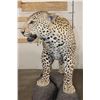 Image 9 : *TEXAS RESIDENTS ONLY* Big Life-sized LEOPARD on a simulated Rock Base