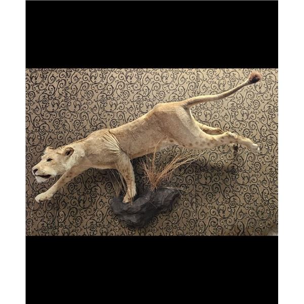 *TEXAS RESIDENTS ONLY* Life-sized LIONESS on a simulated Rock Wall Hanging Base