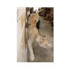 Image 6 : *TEXAS RESIDENTS ONLY* Life-sized LIONESS on a simulated Rock Wall Hanging Base