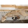 Image 8 : *TEXAS RESIDENTS ONLY* Life-sized LIONESS on a simulated Rock Wall Hanging Base