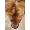 Image 10 : XXL Felted BROWN BEAR/GRIZZLY BEAR Rug with its Mounted Head