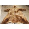 Image 11 : XXL Felted BROWN BEAR/GRIZZLY BEAR Rug with its Mounted Head