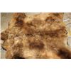 Image 12 : XXL Felted BROWN BEAR/GRIZZLY BEAR Rug with its Mounted Head