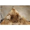 Image 13 : XXL Felted BROWN BEAR/GRIZZLY BEAR Rug with its Mounted Head