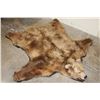 Image 2 : XXL Felted BROWN BEAR/GRIZZLY BEAR Rug with its Mounted Head