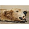 Image 4 : XXL Felted BROWN BEAR/GRIZZLY BEAR Rug with its Mounted Head