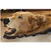 Image 5 : XXL Felted BROWN BEAR/GRIZZLY BEAR Rug with its Mounted Head