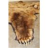 Image 6 : XXL Felted BROWN BEAR/GRIZZLY BEAR Rug with its Mounted Head