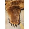 Image 8 : XXL Felted BROWN BEAR/GRIZZLY BEAR Rug with its Mounted Head
