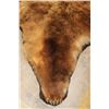 Image 9 : XXL Felted BROWN BEAR/GRIZZLY BEAR Rug with its Mounted Head