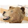 Image 10 : *Rarely Seen* Massive BROWN BEAR or GRIZZLY BEAR Shoulder Mount