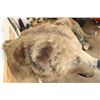 Image 12 : *Rarely Seen* Massive BROWN BEAR or GRIZZLY BEAR Shoulder Mount