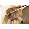 Image 13 : *Rarely Seen* Massive BROWN BEAR or GRIZZLY BEAR Shoulder Mount