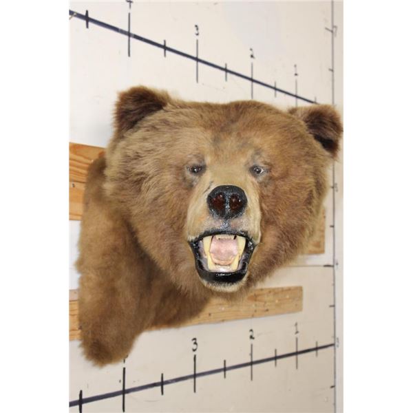 *Rarely Seen* Massive BROWN BEAR or GRIZZLY BEAR Shoulder Mount