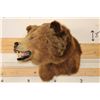 Image 3 : *Rarely Seen* Massive BROWN BEAR or GRIZZLY BEAR Shoulder Mount