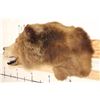 Image 4 : *Rarely Seen* Massive BROWN BEAR or GRIZZLY BEAR Shoulder Mount