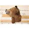 Image 5 : *Rarely Seen* Massive BROWN BEAR or GRIZZLY BEAR Shoulder Mount
