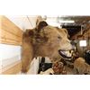 Image 6 : *Rarely Seen* Massive BROWN BEAR or GRIZZLY BEAR Shoulder Mount