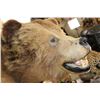 Image 7 : *Rarely Seen* Massive BROWN BEAR or GRIZZLY BEAR Shoulder Mount