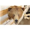 Image 8 : *Rarely Seen* Massive BROWN BEAR or GRIZZLY BEAR Shoulder Mount