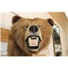 Image 9 : *Rarely Seen* Massive BROWN BEAR or GRIZZLY BEAR Shoulder Mount