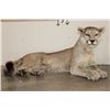 Image 1 : Life-sized Laying MOUNTAIN LION or COUGAR with All its Claws