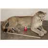 Image 2 : Life-sized Laying MOUNTAIN LION or COUGAR with All its Claws