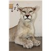 Image 3 : Life-sized Laying MOUNTAIN LION or COUGAR with All its Claws