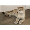 Image 4 : Life-sized Laying MOUNTAIN LION or COUGAR with All its Claws