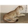 Image 5 : Life-sized Laying MOUNTAIN LION or COUGAR with All its Claws