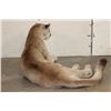 Image 6 : Life-sized Laying MOUNTAIN LION or COUGAR with All its Claws
