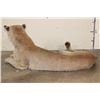 Image 7 : Life-sized Laying MOUNTAIN LION or COUGAR with All its Claws